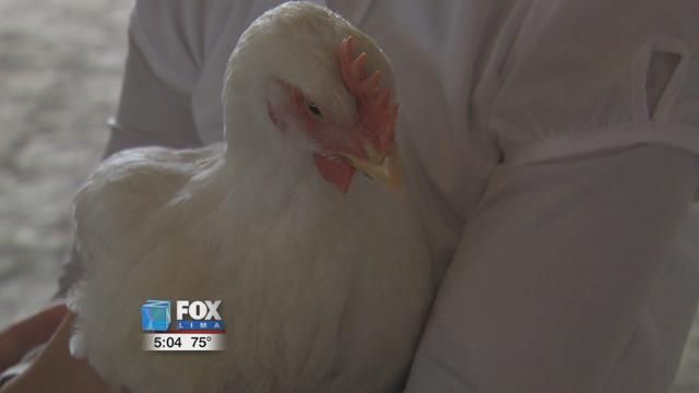 Birds are back at the Putnam County Fair